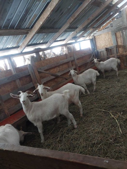 Vand 4 iede gestante metis(saanen+anglo)