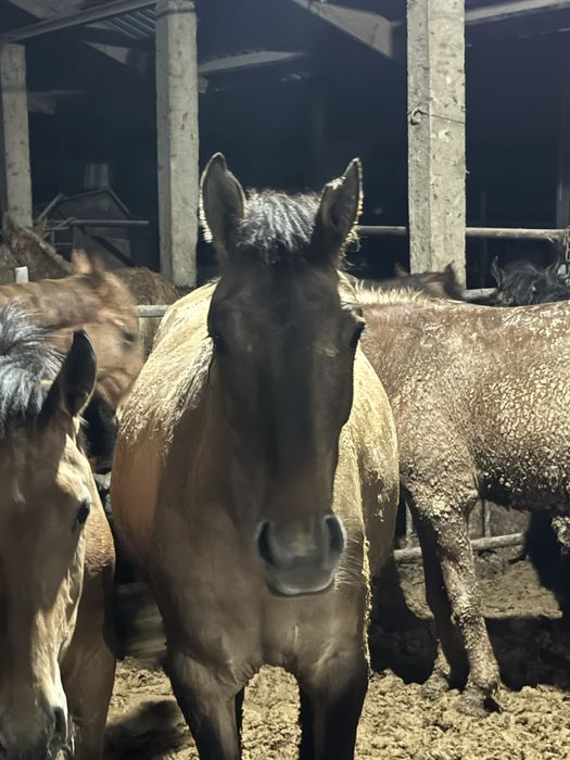 Қымыз шұбат ет сүт өнімдері