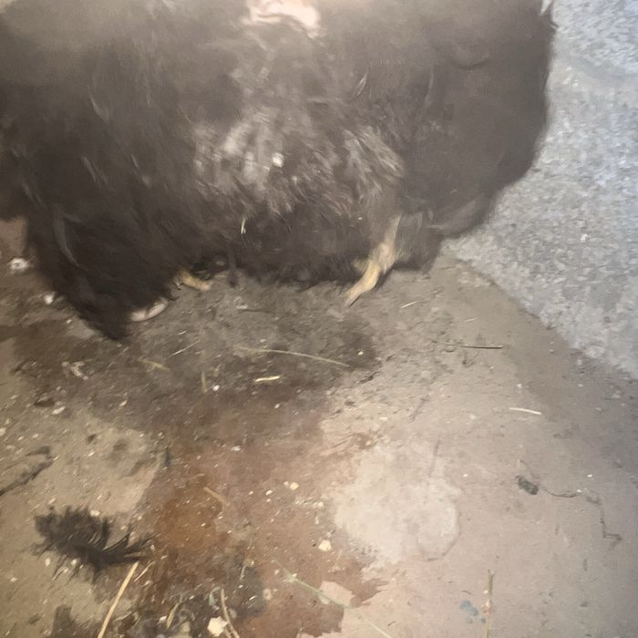 Тауықтар (Куры) сатылады