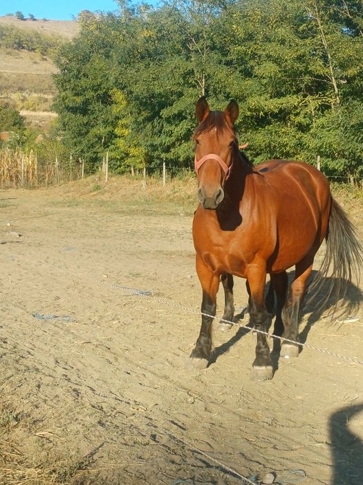 Iapă cu mânz de patru luni jumate