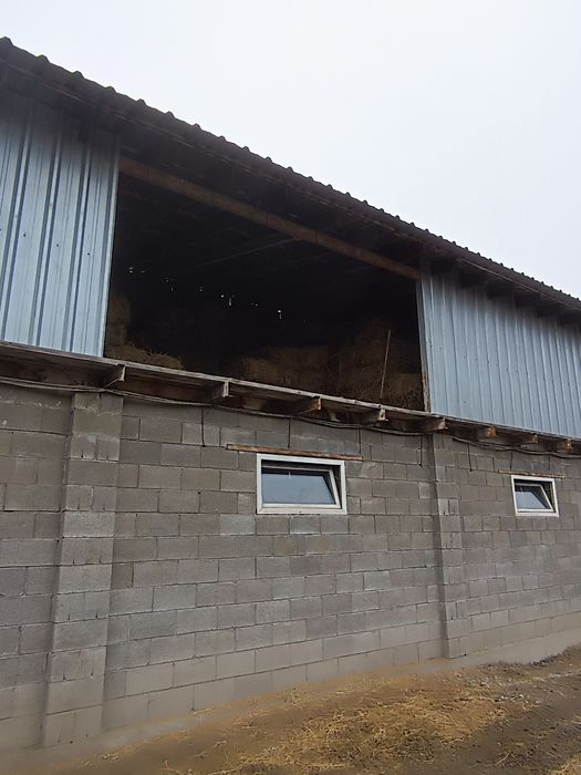 Сено клевер жоңышқа