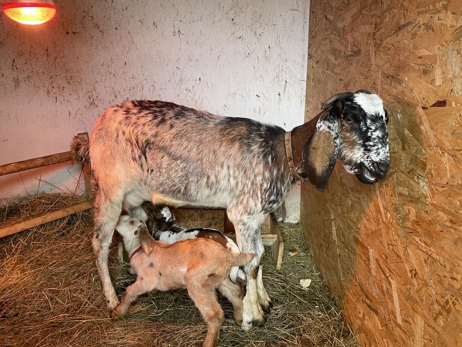 Iezi anglo-nubieni superbi (masculi )