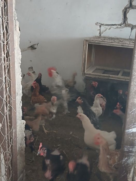 Куры  и петухи  домашние