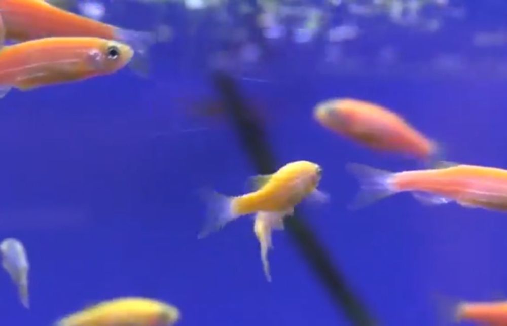 Данио  фосфорни риб Danio rangli baliqlar  fosfirni