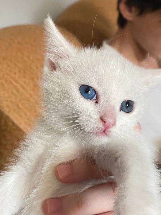 Котёночек  Ангора