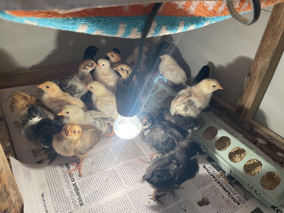 Балапандар сатылады, Продаётся цыплята