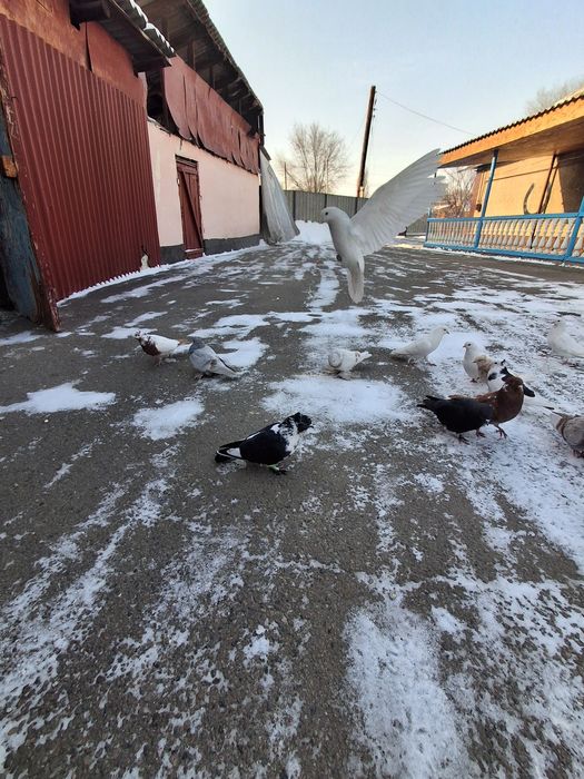 Голуби бакинцы тасманы