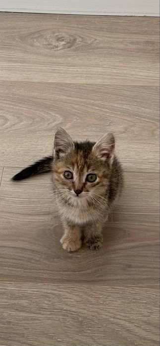 Отдам котенка в добрые руки