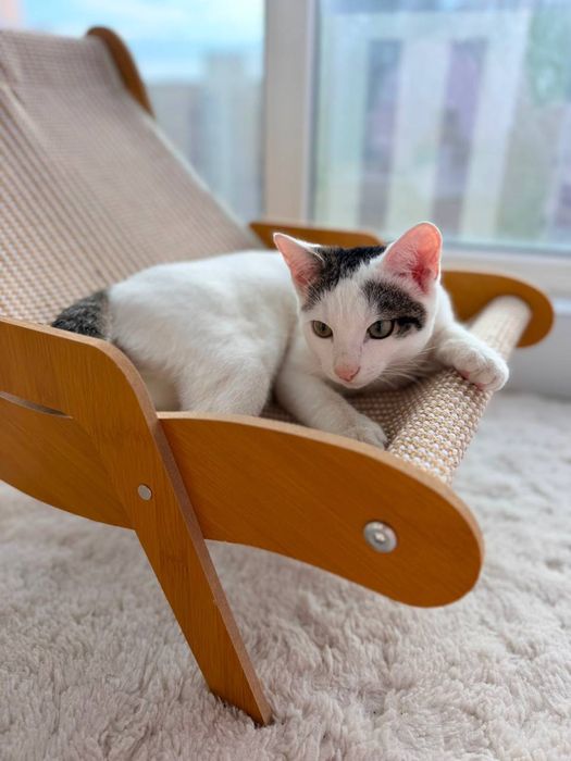 Котик ищет семью