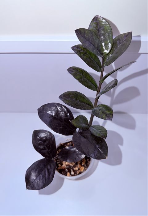 Замиокулькас, комнатные растения, комнатные цветы