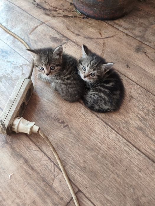 Котята крысоловы