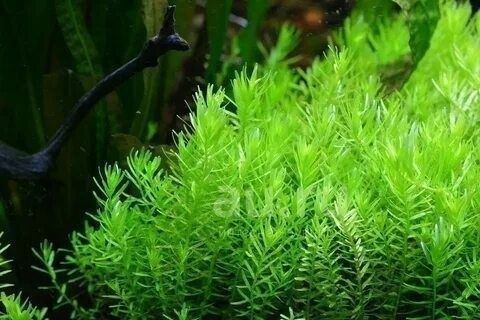 Rotala green akvarium rasteniya