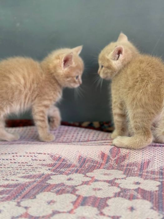 Продаются котята