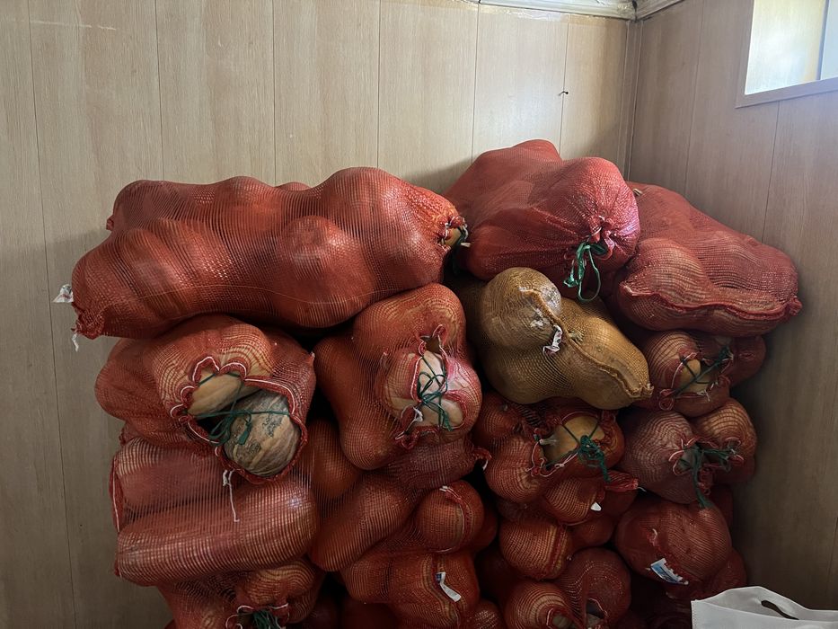 Продам мантную тыкву