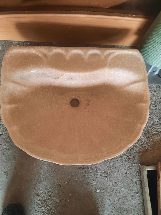 Раковина тюльпан.