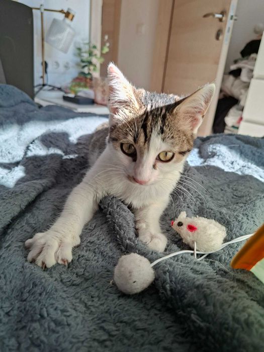 Коте момиченце на 4 месеца търси дом