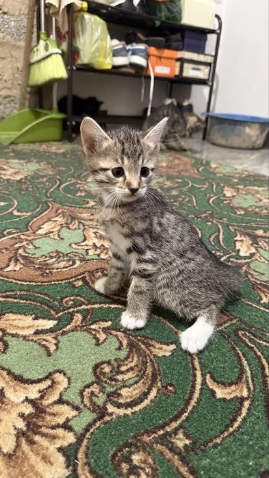 Мысык бериледи тегин