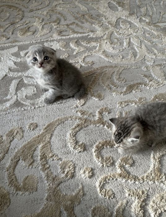 Вислоухие Британские котята