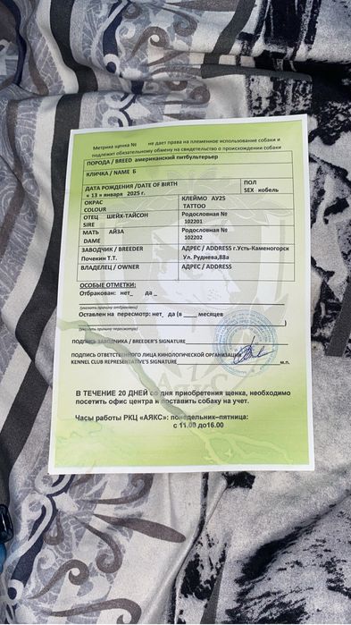 Отдам Питбуля в добрые руки