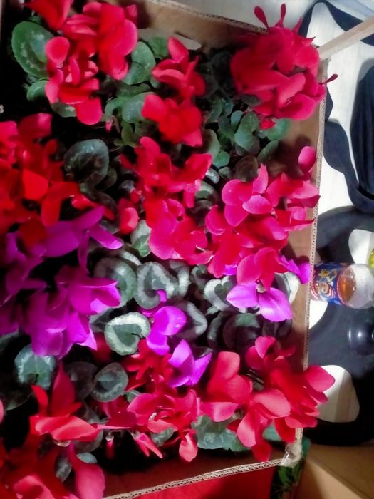 Цикломен цветы в горшках