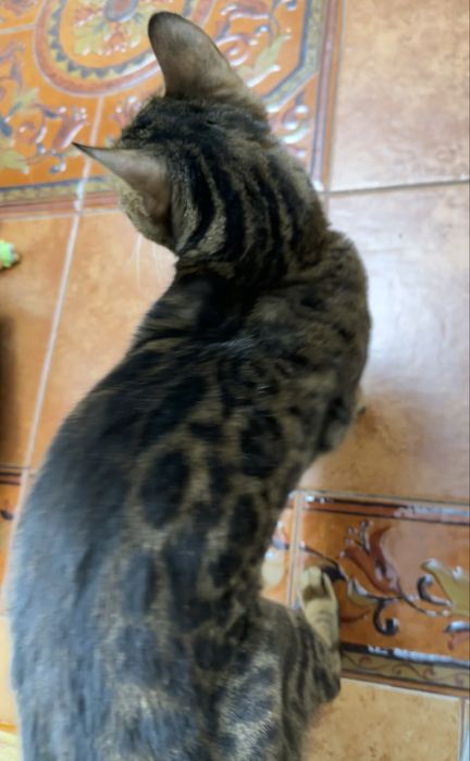 Котенок/кошка Бенгал