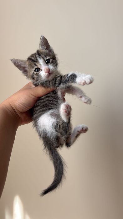 Котята в добрые руки!