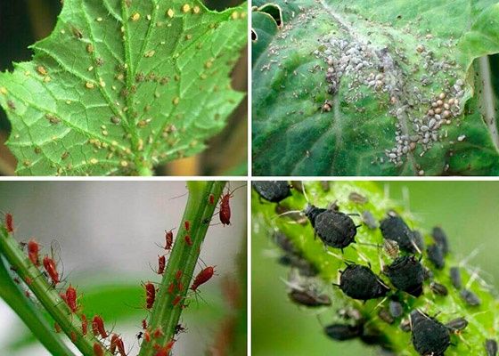 •Садовник обработка против Тли, Ширага карши дорилаш, дори сепиш.