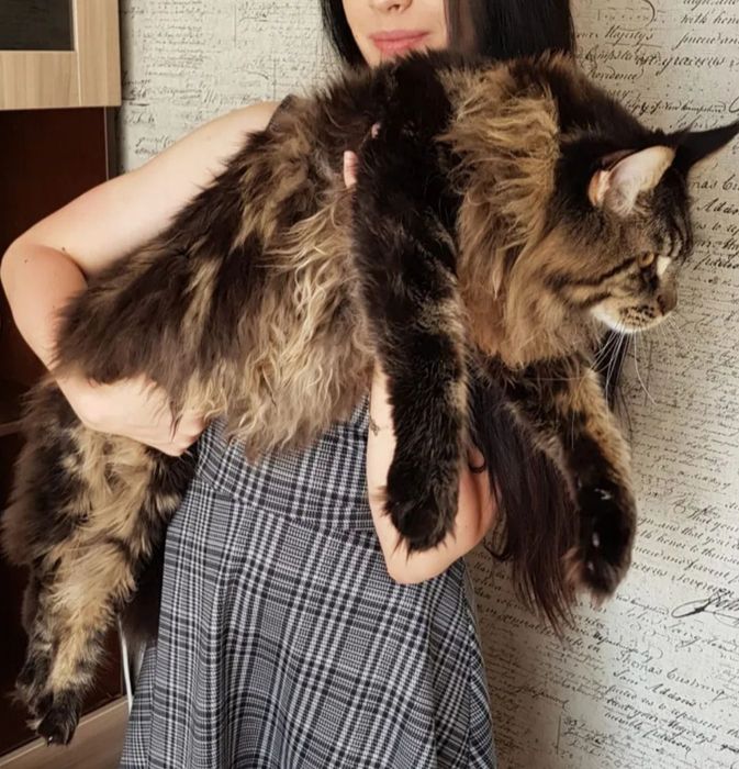 Котенок Мейнкун классик  80 тыс.
