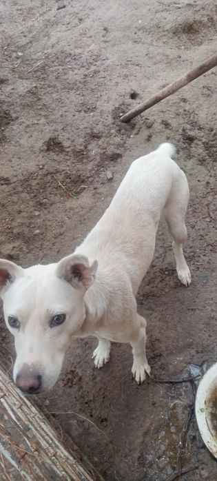 Продаётся собака