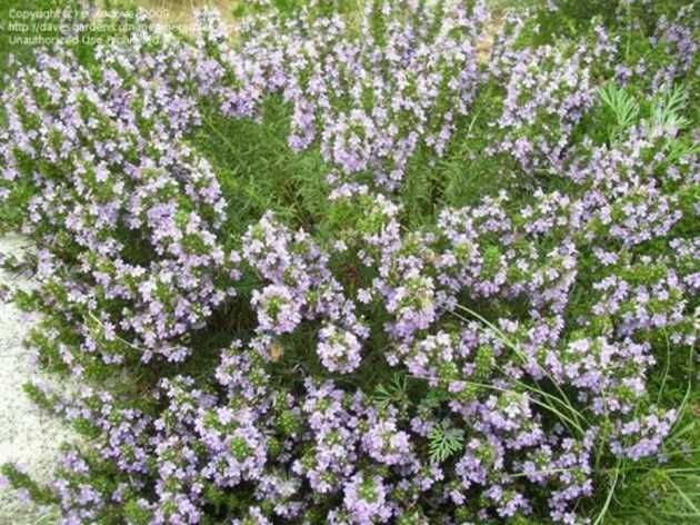 Флорална вода / Хидролати