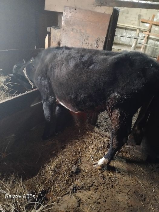 Продам тёлка полторашка