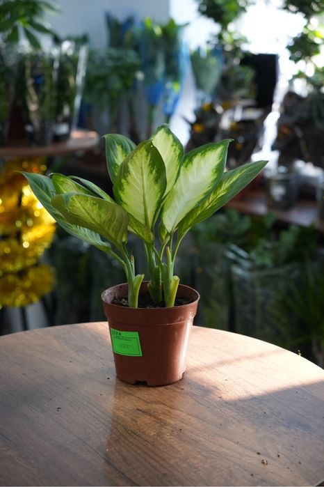 Диффенбахия марианна