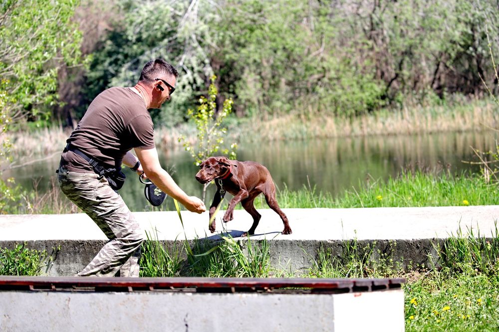 Dresaj canin, reabilitare comportamentală, disciplina, vână