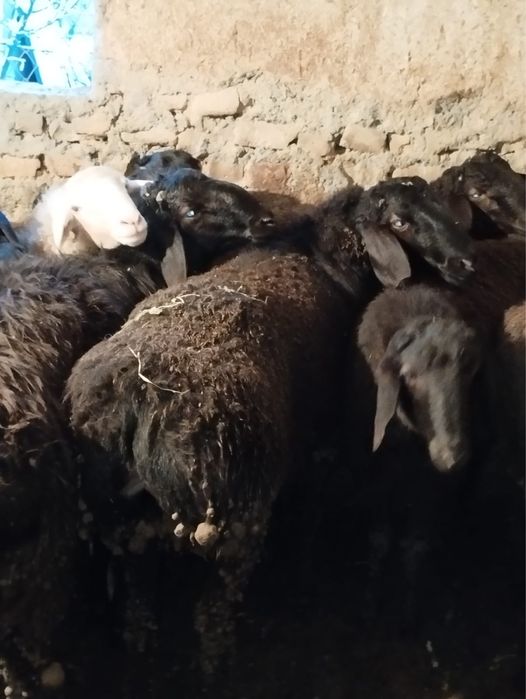 Кой, кошкар сатылады