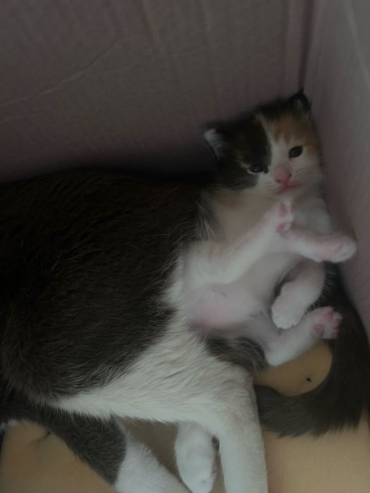 Отдам малышарика