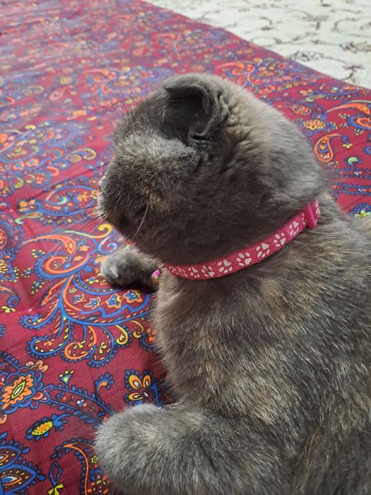 Породистая кошка Скоттиш