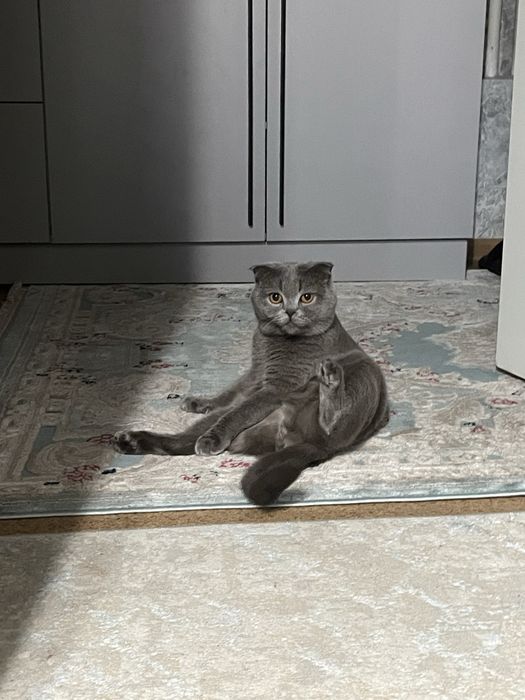 Кот скоттиш фолд