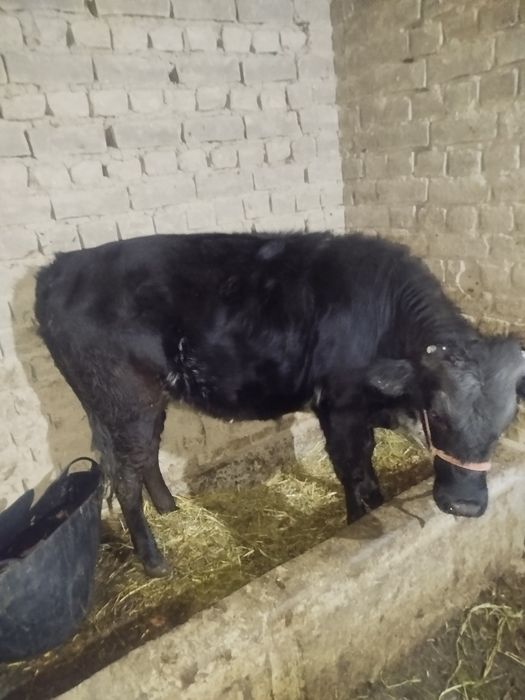 Mol Honajn sotiladi Nazarbek