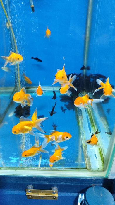 Аквариумные рыбки