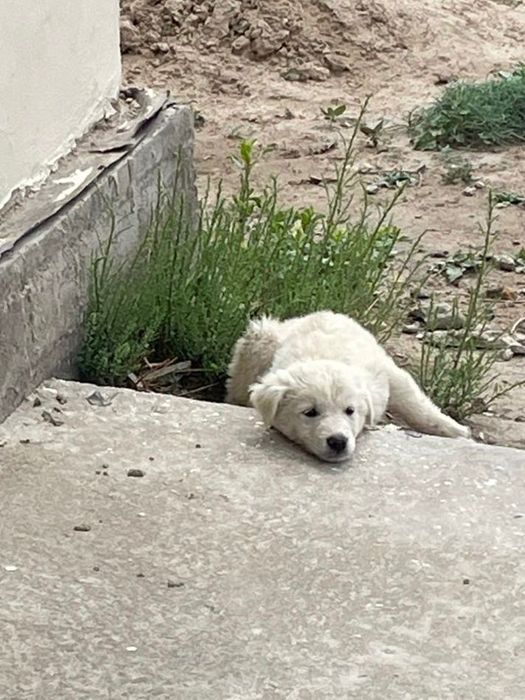 В добрые руки, щенок белого окраса