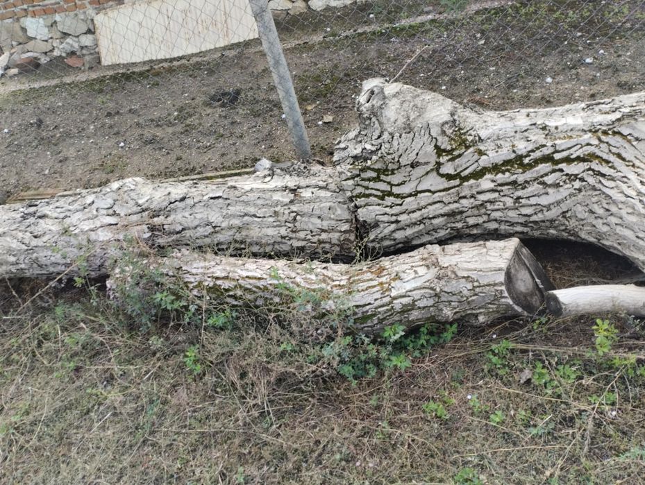 Продавам орехово дърво