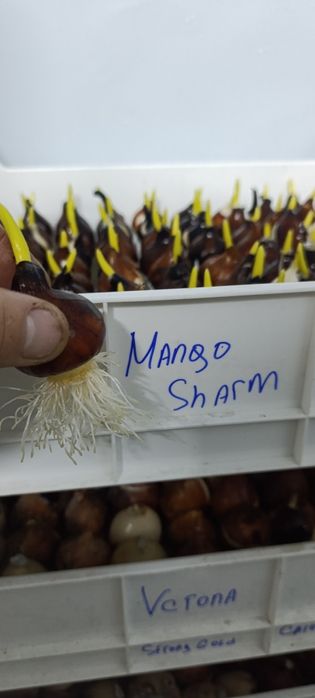 Тюльпаны от производителя без перекупов