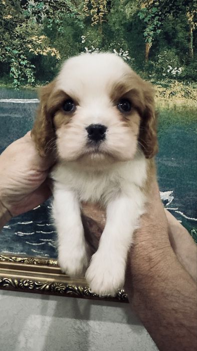 Кавалер кинг чарльз щенки фци