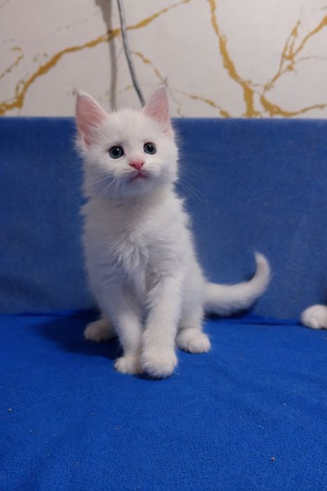 Котята породы Мейн Кун