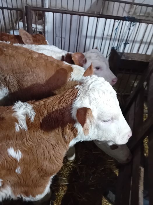 Taurasi și vitele  baltati  semiintarcati