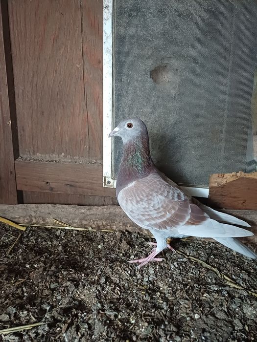 Vand porumbei voiajori