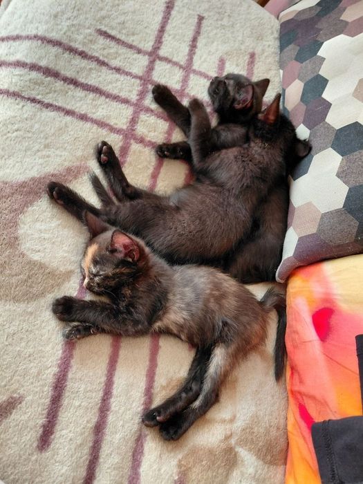 Отдам котёнка в хорошие руки