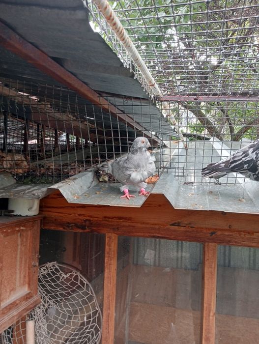 Продам чяек парами .