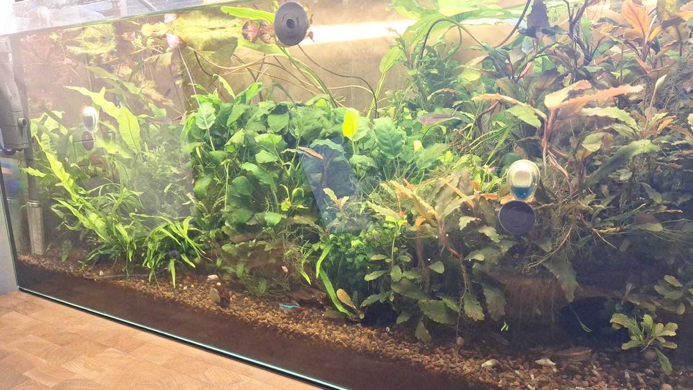 Planta acvariu Bucephalandra pygmaea 'Bukit Kelam' Tropica