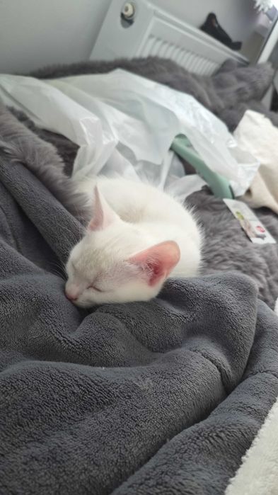 Котенок девочка в добрые руки